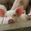 Afrička kuga desetkovala svinjski fond, cena prasadi dostigla 750 dinara za kilogram žive vage