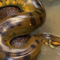 Zbunjeni otkrićem "dve" zelene anakonde – amazonska prašuma krije najveću zmiju na svetu