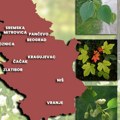 Upozorenje za 10 gradova u Srbiji: Uslediće visoka koncentracija polena, alergični su na snažnom udaru