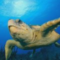 Florida zabranila balone radi zaštite morskih kornjača i ptica koje ih brkaju s hranom