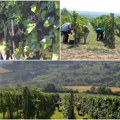 Neminovne promene u sistemu vinogradarenja Rana berba grožđa navodi na razmišljanje