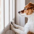 Veterinar upozorava: Evo zašto kućni ljubimci nikada ne treba sami da ostaju kod kuće