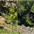 (Foto) Zoo vrt na paliću ima nove stanovnike- vidru i kapibaru Postale su nove zvezde, a evo zašto su posebno zanimljive deci