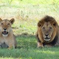 Čopor lavova pojeo čuvara pred turistima u safari parku