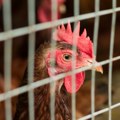 EU priprema postepeno ukidanje uzgoja koka nosilja u kavezima
