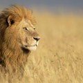 Južna Afrika: Životinje više strahuju od ljudskih glasova, nego od zvukova koje ispuštaju lavovi