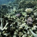 Koralna ostrva u Australiji u opasnosti: Smanjenje upotrebe fosilnih goriva moglo pomoći da se uspori njihov nestanak