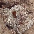 Majstor kamuflaže: Hobotnica kojoj bi pozavidel i specijalci /video/