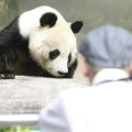 Uginula najstarija japanska panda Tan Tan