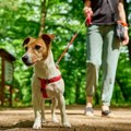 Festival pasa svih rasa „Ulični psi“ na Kalemegdanu od 20. do 22. juna