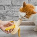 Koje voće mačke mogu da jedu, a koje bi trebalo da izbegavaju
