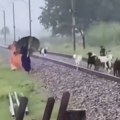 Brzi voz pregazio 30 do 35 koza, žene uspele da pobegnu u poslednjem trenutku