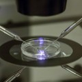 Sintetički embrioni: - otkriće koje bi moglo da promeni svet Britanski naučnici stvorili embrione koji će imati posebnu…
