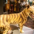 Naučnici izdvojili RNK izumrle životinje – tasmanijskog tigra
