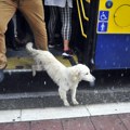 Beograđanin izveo psa u šetnju po najvećem pljusku, a onda uradio nešto što je ljude razbilo na komade (video)