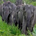 Da li znate kako se slonovi pozdravljaju? Verovali ili ne, koriste više od 1.200 signala
