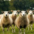 Roditelji prijavili četiri ovce za upis u školu kako bi sprečili njeno zatvaranje