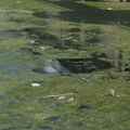 Alge i smeće ponovo u jezeru Parmenac, a odatle se vodom snabdeva i Čačak