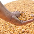 Продуктна берза нови САД Кукуруз скупљи због лошег рода