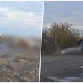 Strašan prizor između Kikinde i Mokrina: Kombi usmrtio kobilu, nikome nije jasno kako se u cik zore našla nasred puta (foto)