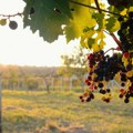 Levački kraj dobija novi turistički objekat: U poznatom vinogradarskom selu niče vinarija