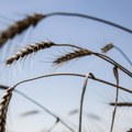 Pšenica u padu dok izvoz s Crnog mora traje uprkos sukobima