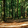Opštinama zavrću slavine? Novi predlog Zakona o šumama ukida koncesioni model