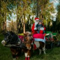 Apatinski Deda Mraz donosi poklone na poniju