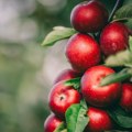 "To je sve otrov": Da li su zdravije crvljive ili prskane jabuke? VIDEO
