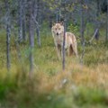 WWF Adria osudila odluku smanjenja statusa zaštite vukova: Ovo je motivisano ličnim razlozima Fon der Lajen