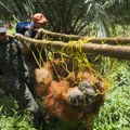 "Kao da kidnapuješ dedu": Zašto premeštanje orangutana preti njihovom opstanku