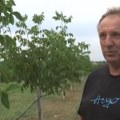 Preko 300.000 evra uložili u zasad od 5 hektara kod Vladimiraca! Posadili sortu koja daje veliki prinos: Veruju da će rađati…
