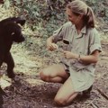 Preminula Džejn Gudal, žena koja je promenila naše viđenje šimpanzi i ljudi