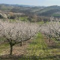 Procvetala kajsija, svi se nadaju da neće biti snega za vikend