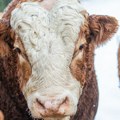 Dobra vest za stočare: Iz uvoza stigli priplodni bikovi simentalske rase