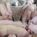 Urnebesni snimak iz Kine: Napravio diskoteku za svoje svinje, poskakuju na prve taktove