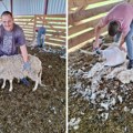 Šišanje ovaca: U ovčarniku Aleksandra Vijatova iz Tomaševca počeo veliki sezonski posao