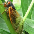 Panika među nemačkim poljoprivrednicima – insekti cikade uništavaju proizvode