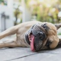 Posle tropske noći još jedan tropski dan pred nama, temperatura i do 40 stepeni
