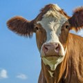 Krave koje ispuštanju gasove sa manje metana - deo borbe protiv klimatskih promena