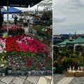 Prolećna cvetna pijaca stigla u naš grad: tradicionalno bogata ponuda bilja
