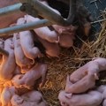 Veselje kod Marka iz Laćarka: Domaćin iz Srema nije mogao da prebroji: krmača rekorderka oprasila 33 praseta (video)