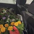 Policija pretresla automobil koji je napuštao Crnu Goru, pa ostala u šoku! Na zadnjem sedištu zatekli ženu prekrivenu cvećem i…