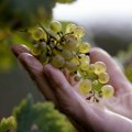 Srpska vina pred svetskim distributerima: "Vinska vizija" nova prilika za domaće vinare