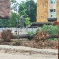 Grupa građana Slađan Rakić – Kragujevačka inicijativa osudila seču zdravog drveća na Trgu Radomira Putnika