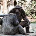 Pančo i Čita pobegli iz Zoo vrta, pa nastradali – ubijene šimpanze u Kolumbiji
