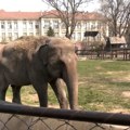 Ko će biti novi stanovnici beogradskog Zoo vrta