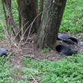 Pronađene mrtve ptice kod Kikinde, veterinarski inspektor uzeo uzorke za toksikološka ispitivanja