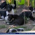 "Našao sam raskomadana tela i tri glave": Blic TV u divljem azilu za pse u Grockoj: "Ovo je logor, jedu se međusobno!"…