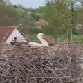 Nesvakidašnja priča o ljubavi između čoveka i ptica: Vraćaju mu se svakog proleća FOTO